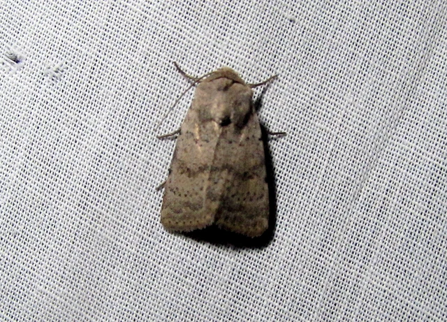 Hoplodrina respersa - bogáncs-selymesbagoly