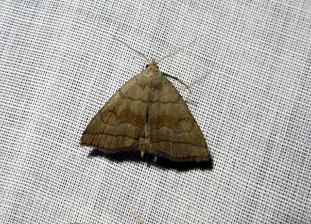 Herminia tarsicrinalis - szőröslábú karcsúbagoly