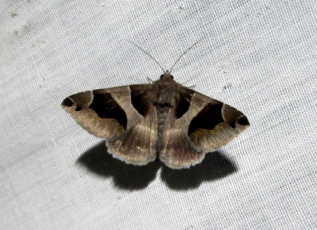 Dysgonia algira - déli porcelánbagoly