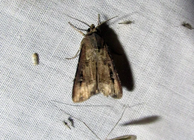 Agrotis ipsilon - nagy földibagoly