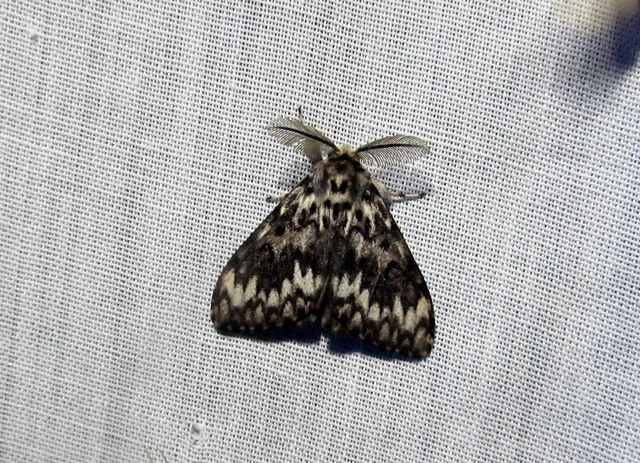 Lymantria monacha - apácalepke