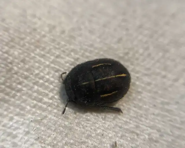Odontoscelis Odontoscelis
