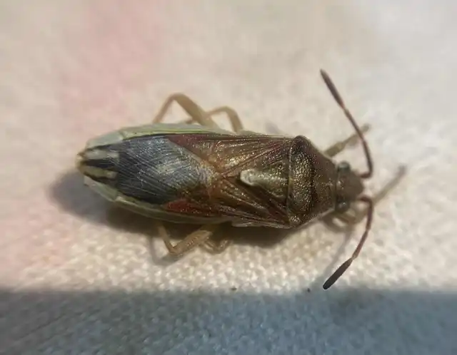 Maccevethus