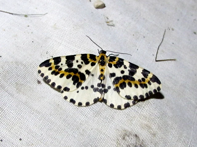 Abraxas grossulariata - köszméte-araszoló