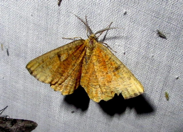 Angerona prunaria - sárga kökényaraszoló