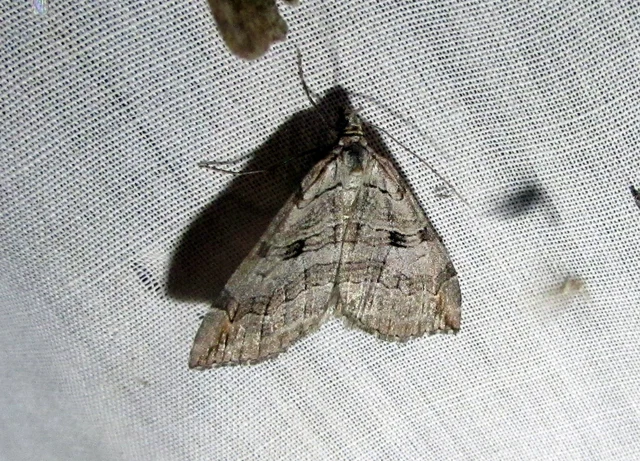 Aplocera efformata/plagiata