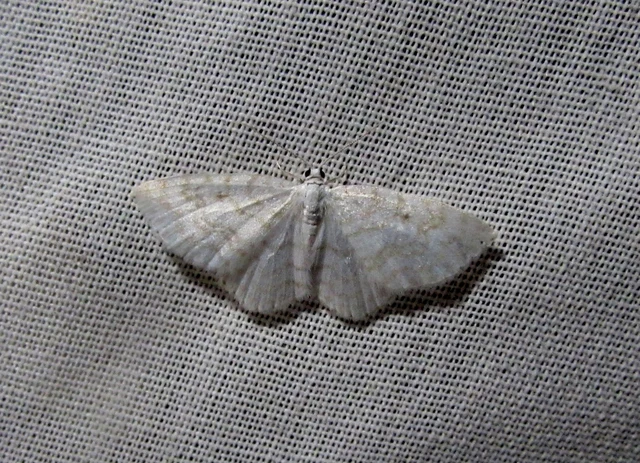 Asthena albulata - gyertyán-fehéraraszoló
