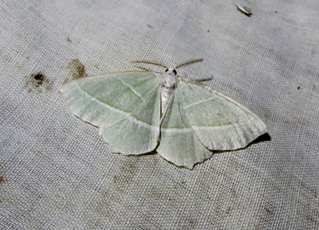 Campaea margaritaria - gyöngyházfényű zöldaraszoló Campaea margaritaria - gyöngyházfényű zöldaraszoló