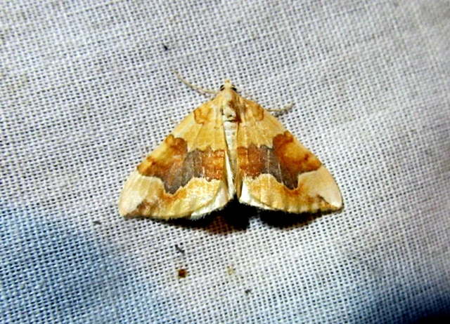Cidaria fulvata - rózsaaraszoló