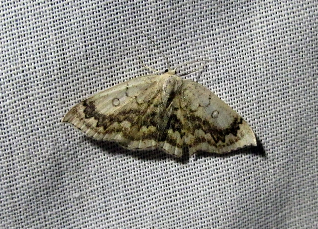 Cyclophora annularia - gyűrűs pettyesaraszoló