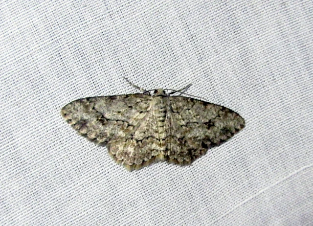Ectropis crepuscularia - avararaszoló