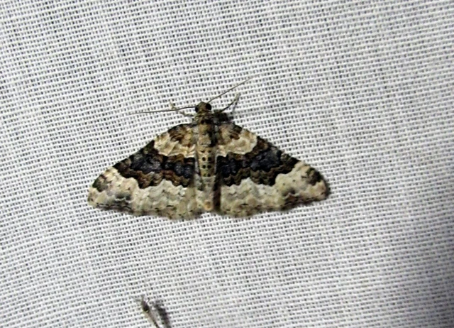 Epirrhoe galiata - sávos galajaraszoló
