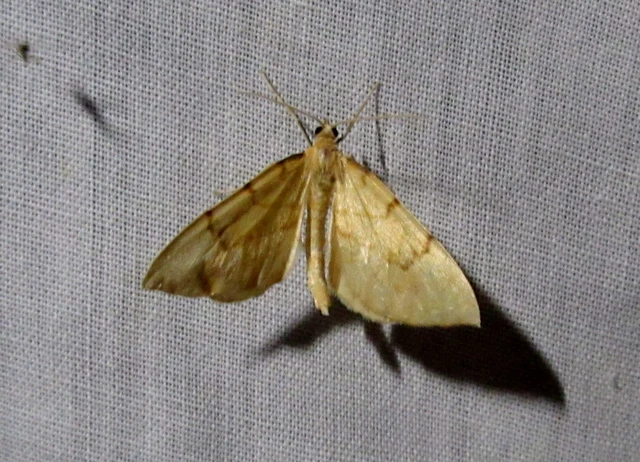 Eulithis pyraliata - sárga galajaraszoló