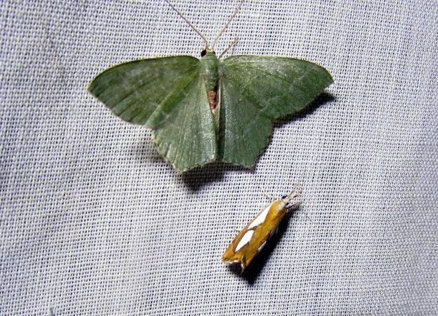 Hemithea aestivaria - nyír-zöldaraszoló