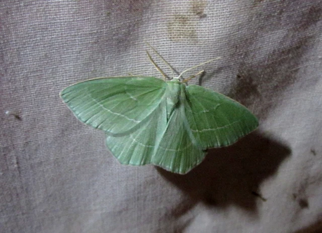 Hemistola chrysoprasaria - kékes zöldaraszoló