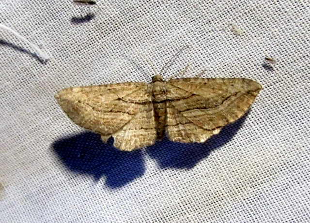 Horisme corticata - barna iszalagaraszoló
