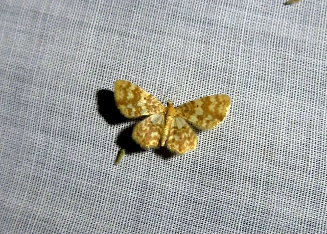 Hydrelia flammeolaria - narancssárga araszoló