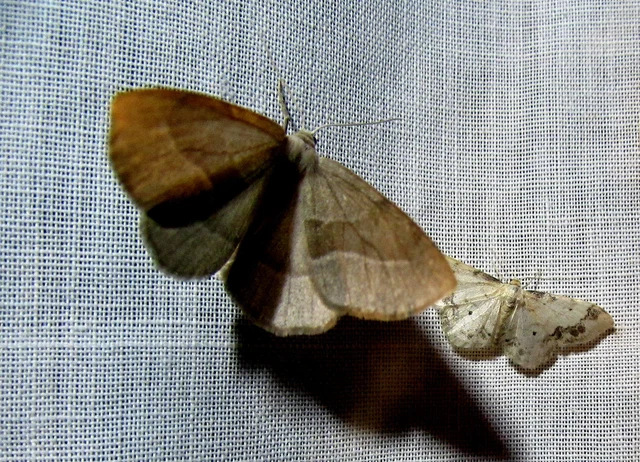 Hylaea fasciaria - erdeifenyő-sávosaraszoló