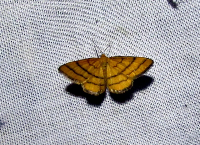 Idaea aureolaria - aranyos sávosaraszoló