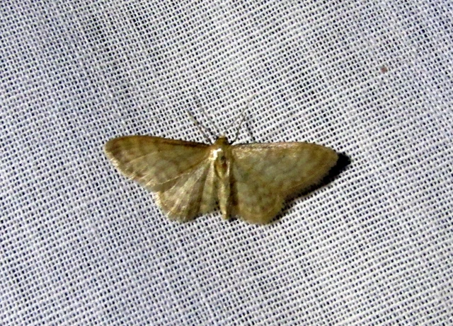 Idaea dilutaria - napvirág-apróaraszoló