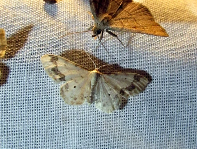 Idaea trigeminata - csúcsfoltos apróaraszoló