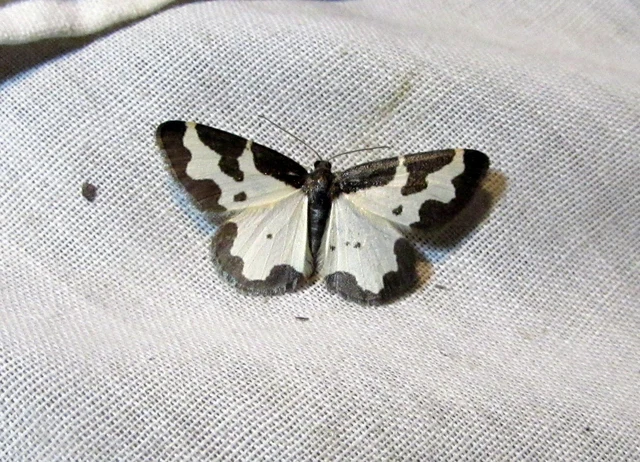 Lomaspilis marginata - szegélyes nyárfaaraszoló