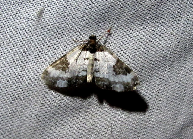 Melanthia procellata - hullámos tarkaaraszoló