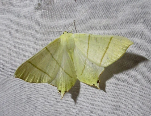 Ourapteryx sambucaria - fecskefarkú araszoló