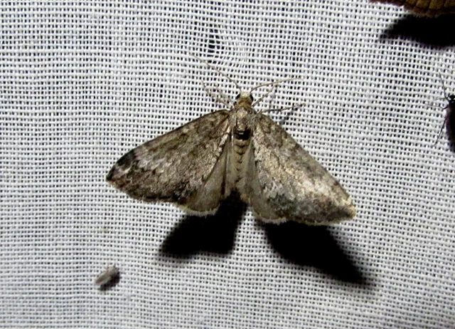 Perizoma hydrata - habszegfű-araszoló