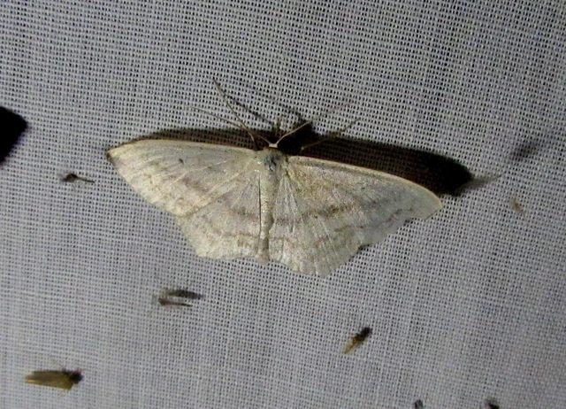 Scopula nigropunctata - feketepettyes araszoló