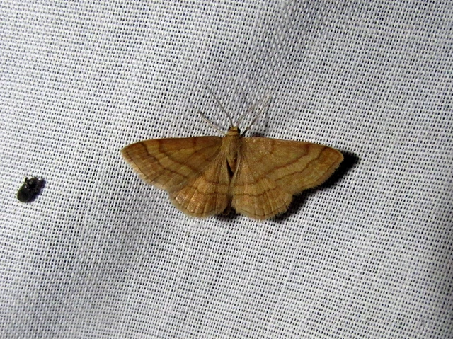 Scopula rubiginata - réti pirosaraszoló