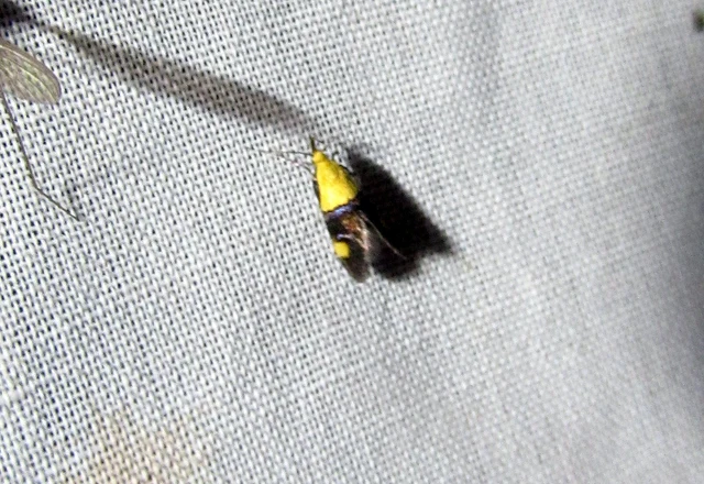 Oecophora bractella - kis díszmoly