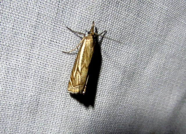 Xanthocrambus lucellus - zegzugos fűgyökérmoly