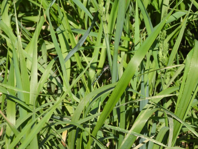 Coenagrion ornatum - díszes légivadász