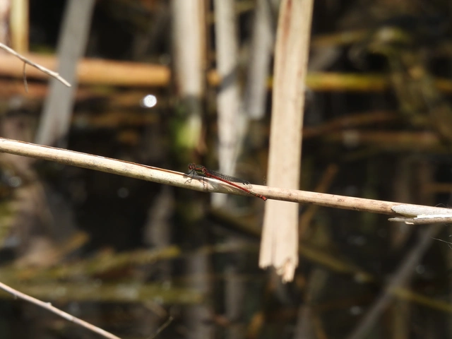 Pyrrhosoma nymphula interposita - vörös légivadász
