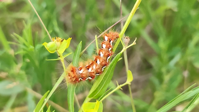 Acronicta rumicis - sóska-szigonyosbagoly