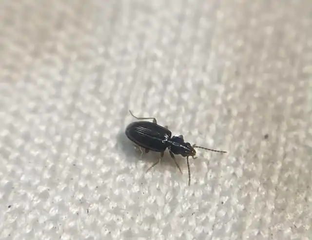 Tachys bistriatus - közönséges martfutó