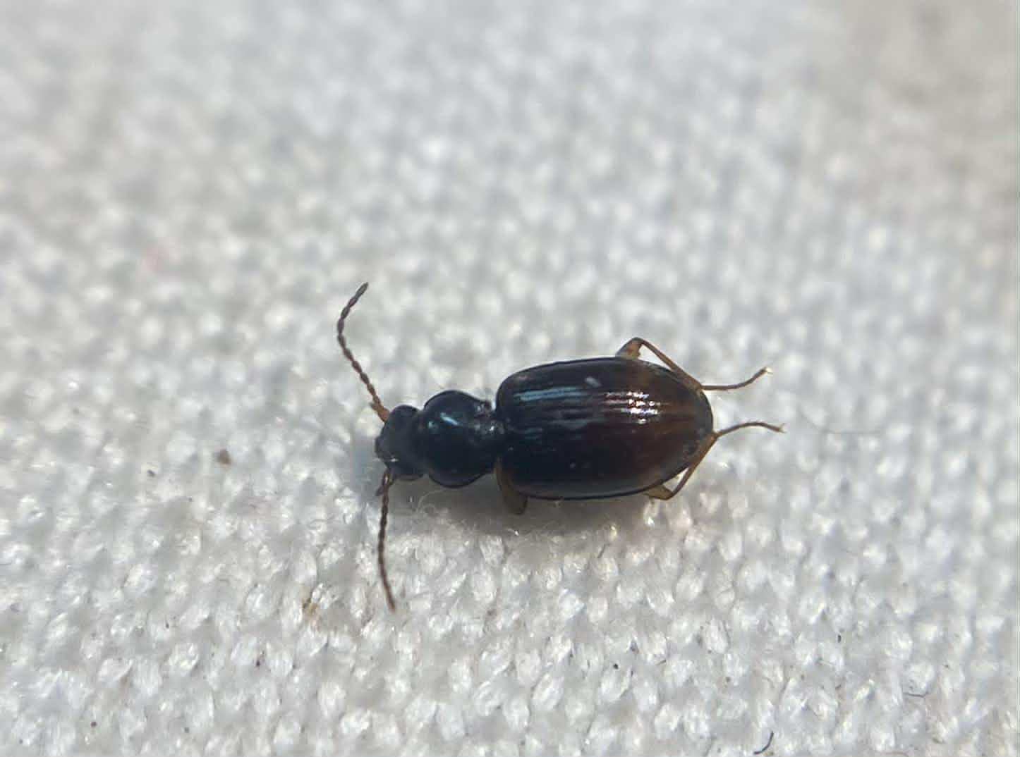 Bembidion assimile - kis gyorsfutó (Bembidion assimile)