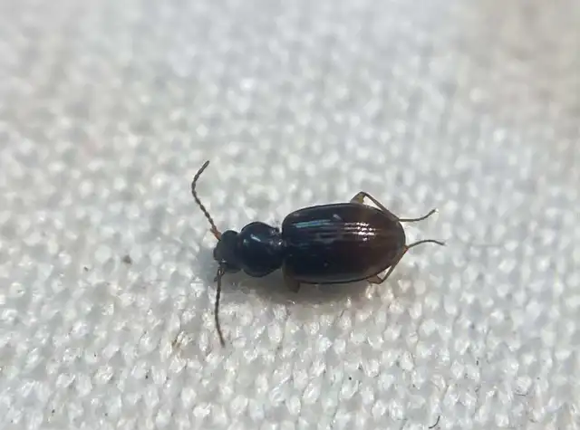 Bembidion assimile - kis gyorsfutó (Bembidion assimile)