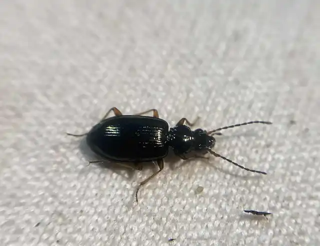 Bembidion dalmatinum - dalmát gyorsfutó