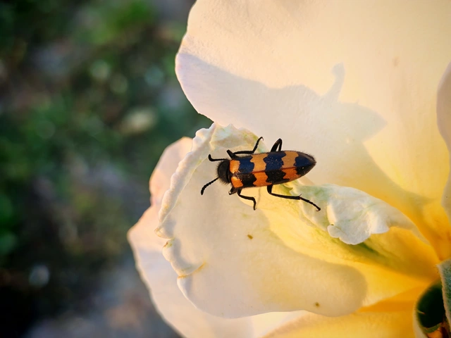 Mylabris variabilis - szalagos hólyaghúzó Mylabris variabilis - szalagos hólyaghúzó