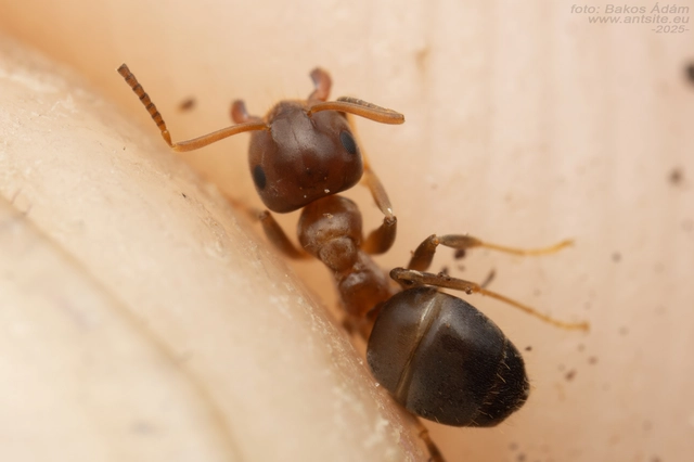 Lasius brunneus - rozsdáshátú feketehangya