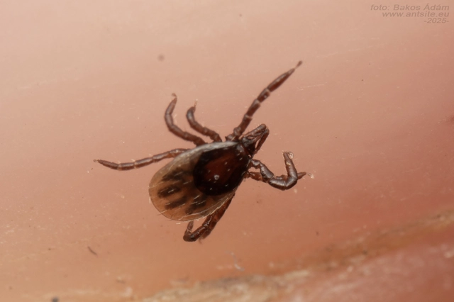 Ixodes ricinus - közönséges kullancs