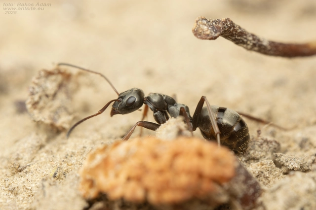 Formica fusca - kormos rabszolgahangya
