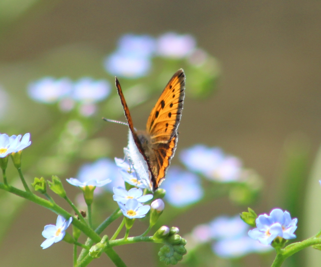 Lycaena dispar rutilus - nagy tűzlepke