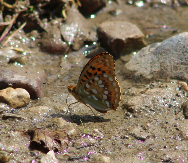 Argynnis adippe - ezüstös gyöngyházlepke