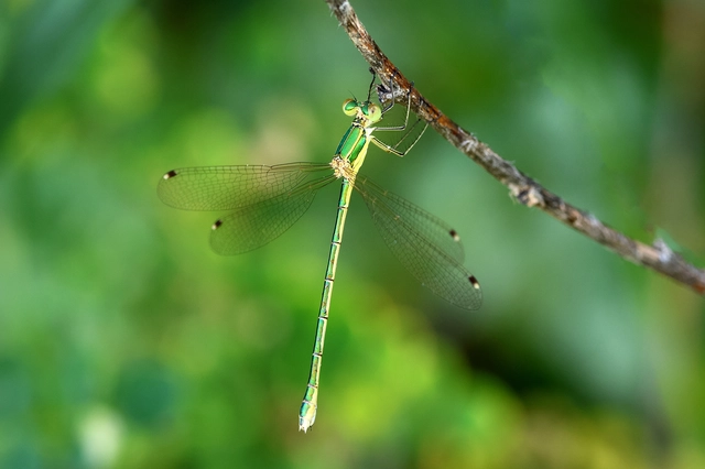 Lestes barbarus - foltosszárnyjegyű rablószitakötő
