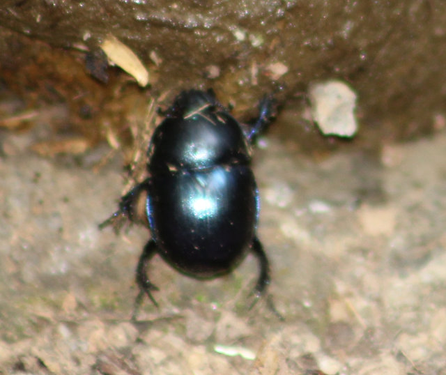 Trypocopris vernalis - tavaszi álganéjtúró