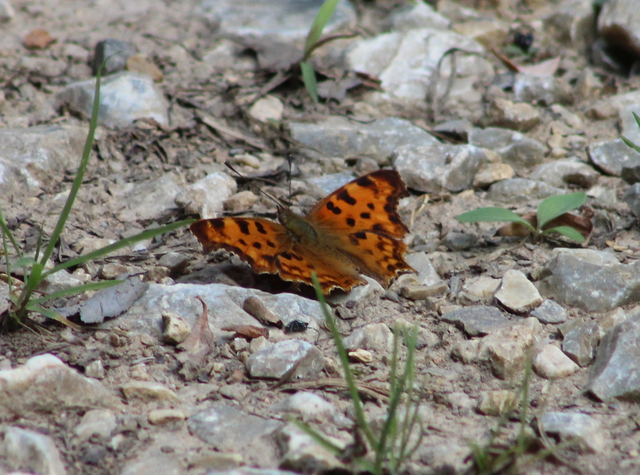 Nymphalis c-album - C-betűs lepke