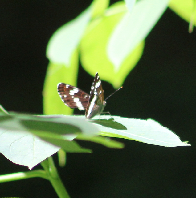 Limenitis camilla - kis lonclepke